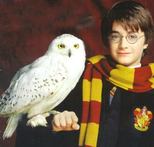 Harry Potter owl
