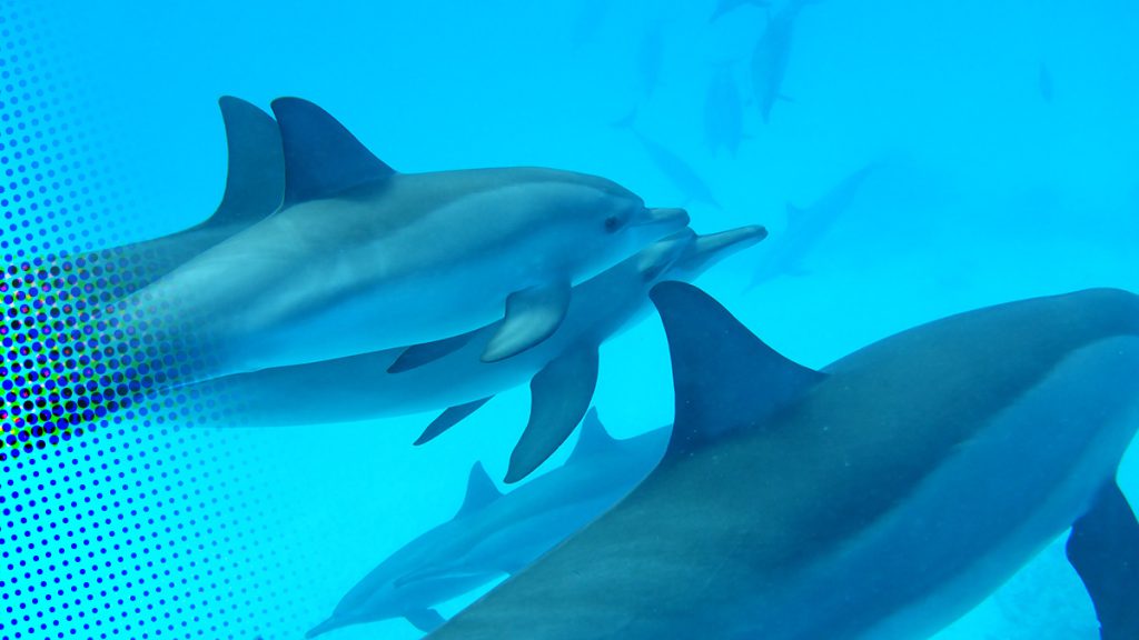 Zwemmen met de dolfijnen in de Rode Zee (vervolg + video)