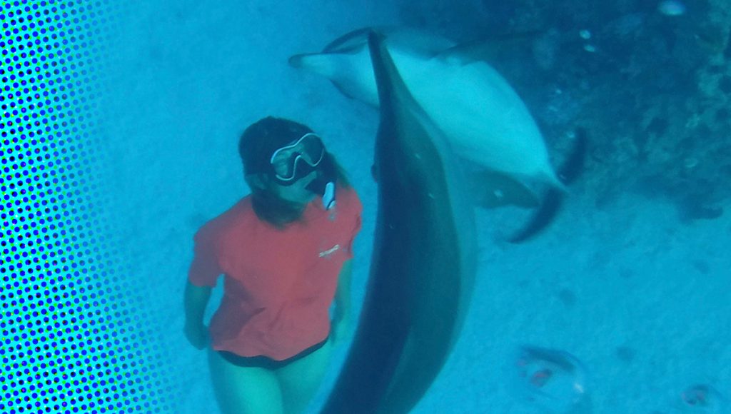 Zwemmen met de dolfijnen in de Rode Zee