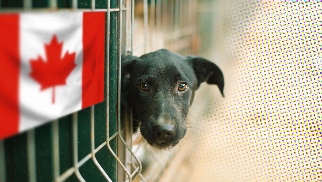 hond in asiel in canada